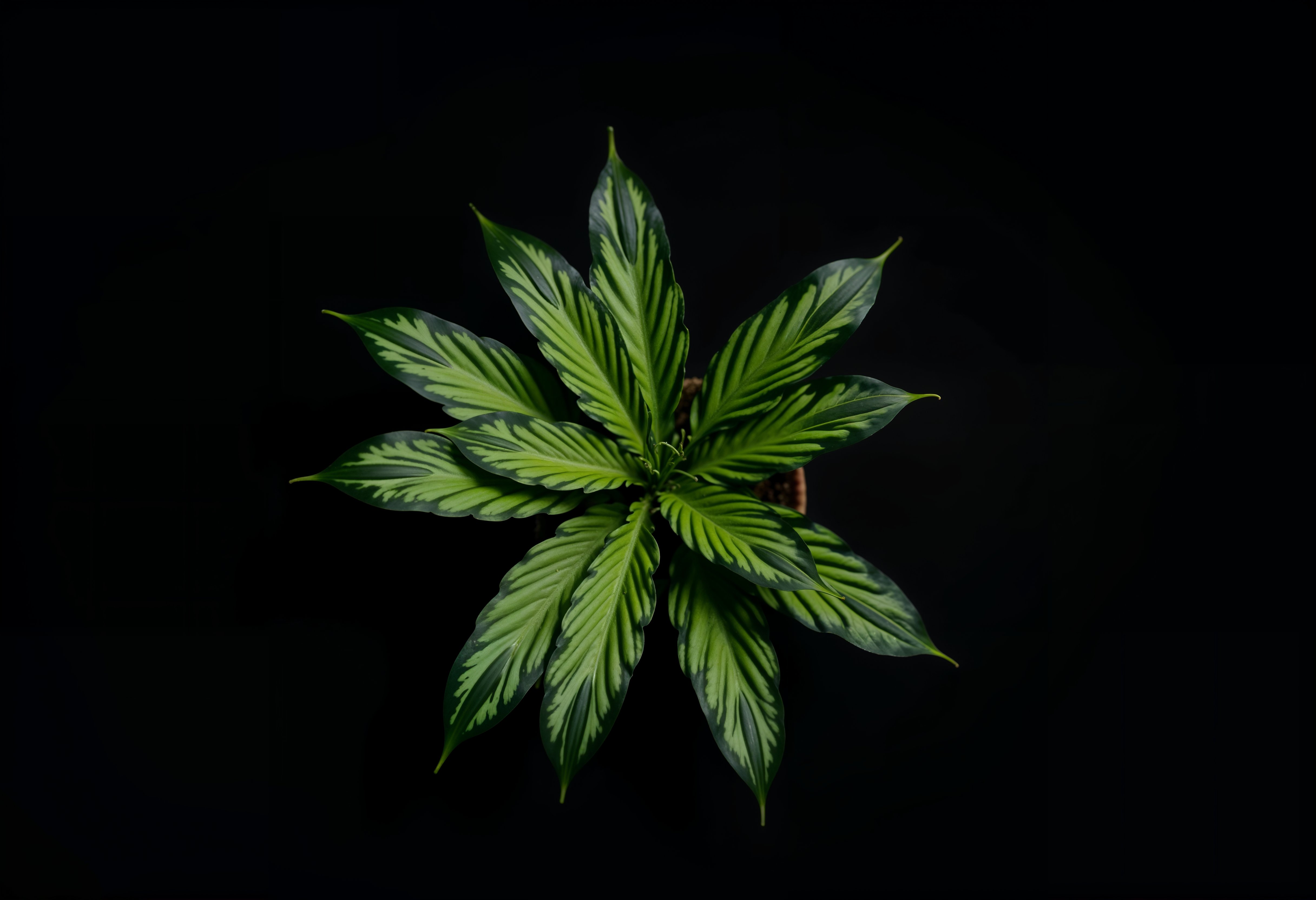 Canna_Banner